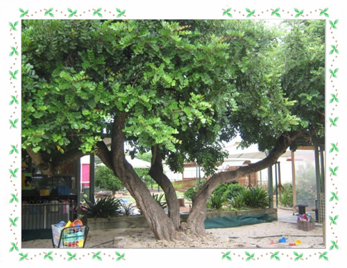 kindy1[1].jpg