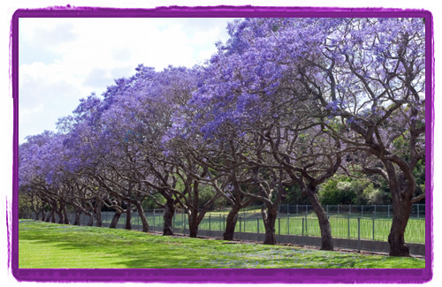 Jacarandas[1].jpg
