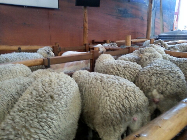호주 애들레이드 15.jpg