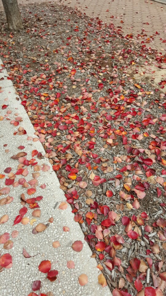 1460252623791.jpeg