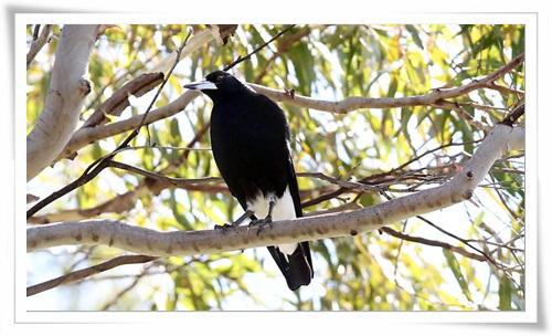 273839-magpie-at-tweed-heads[1].jpg