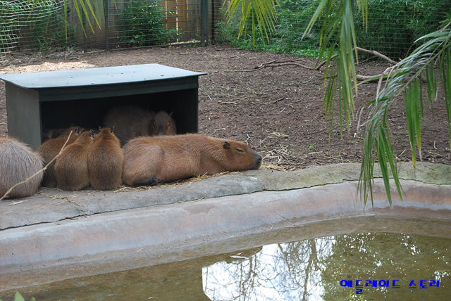 애들레이드_동물원Adelaide_Zoo7.jpg