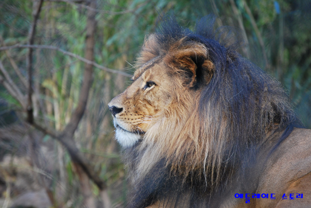 애들레이드_동물원Adelaide_Zoo18.jpg
