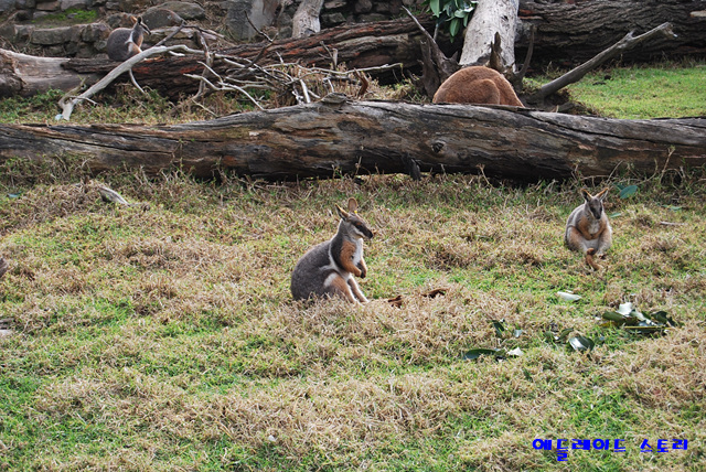 애들레이드_동물원Adelaide_Zoo12.jpg