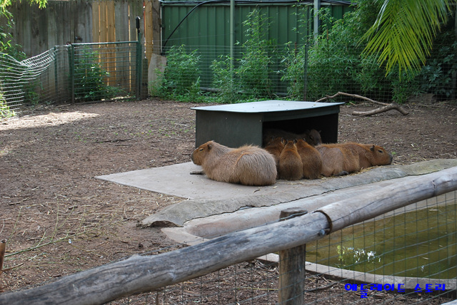 애들레이드_동물원Adelaide_Zoo6.jpg